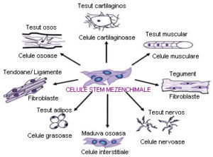 restaurarea țesutului cartilaginos de către celulele stem