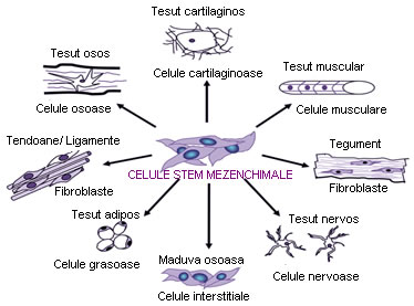 Restaurarea țesutului cartilaginos de către celulele stem, interventii chirurgicale